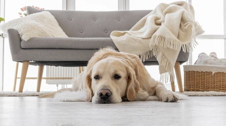 Vinyl doporučují majitelé domácích mazlíčků